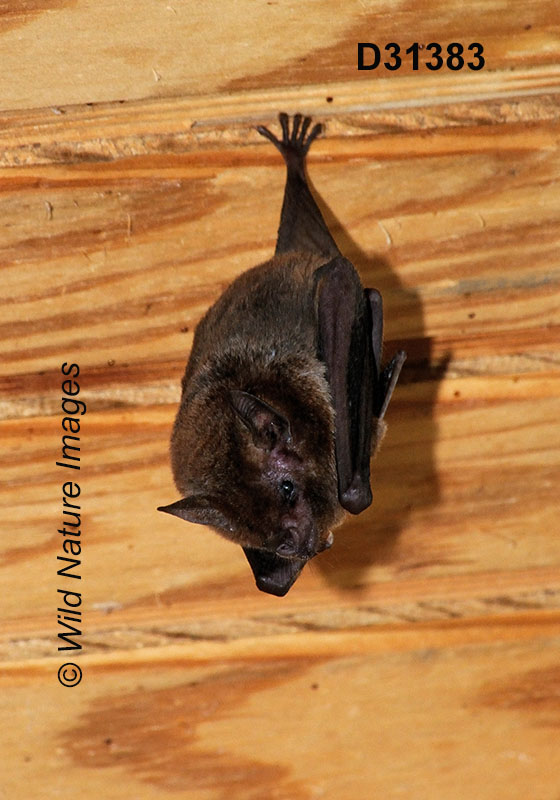 Glossophaga soricina, Pallas's Long-tongued Bat